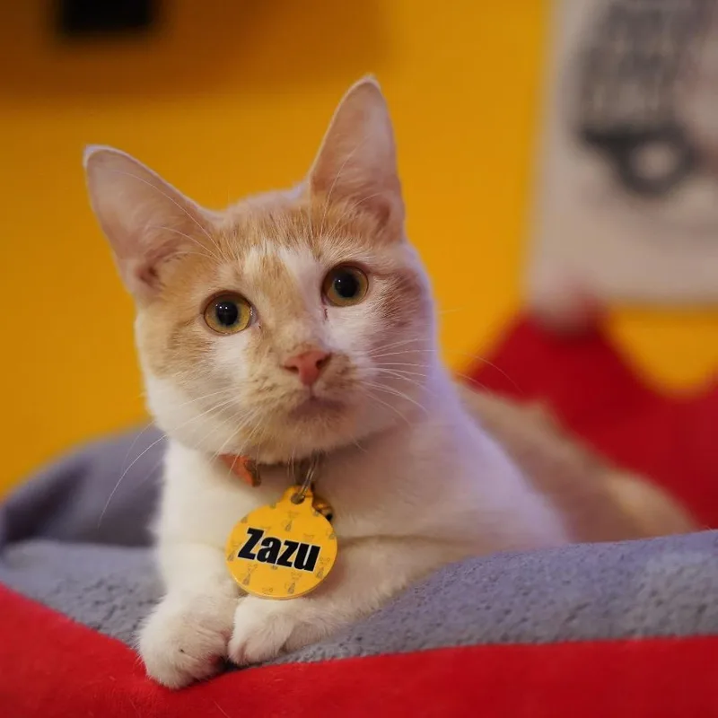 A young small-sized female Orange / Red Domestic Short Hair cat named Zazu for adoption in Howard beach, NY