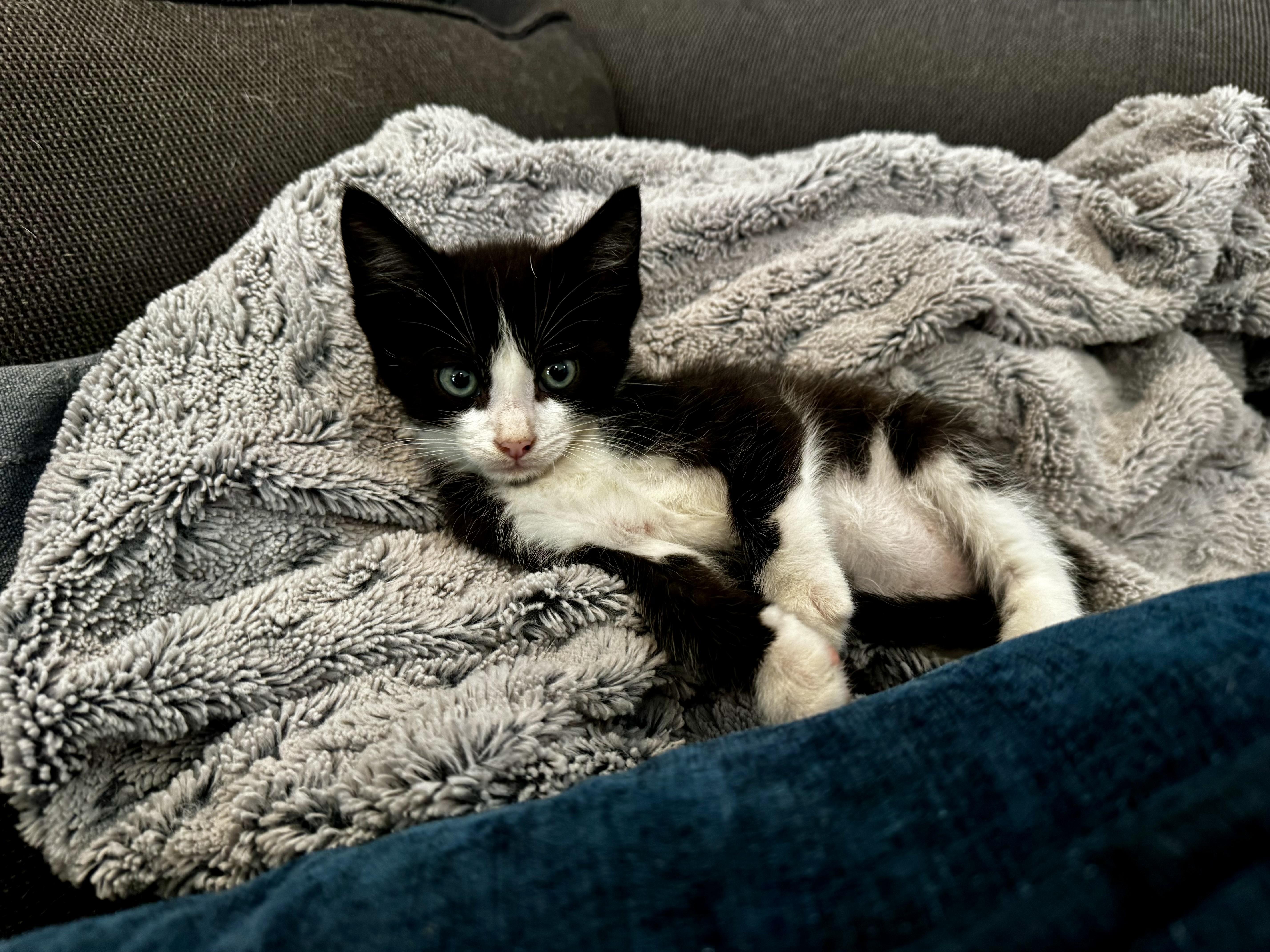 A baby small-sized male Black & White / Tuxedo Domestic Short Hair cat named Jupiter for adoption in Hartland, MI