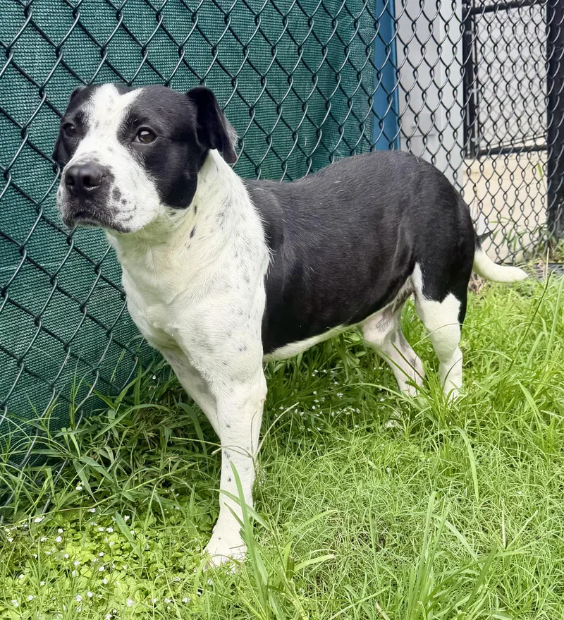 An adult medium-sized male Black Pointer dog named Kace for adoption in Lancaster, SC