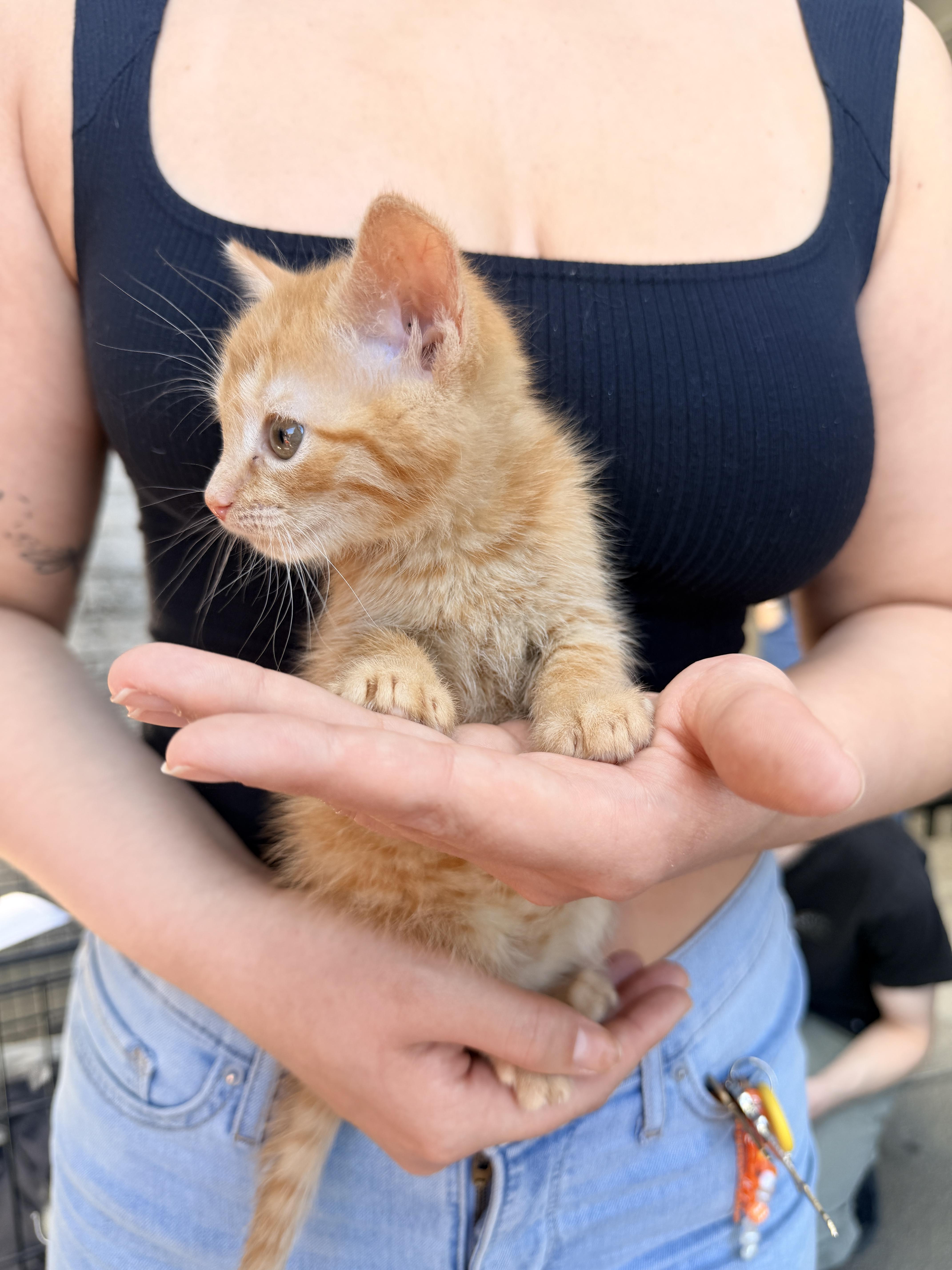 Orange Blossom thumbnail 2