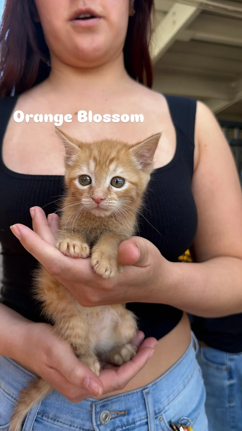 A baby medium-sized female Domestic Short Hair cat named Orange Blossom for adoption in Penryn, CA