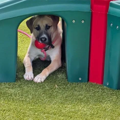 A young medium-sized male Yellow / Tan / Blond / Fawn Mixed Breed dog named Maverick for adoption in Greenville, SC