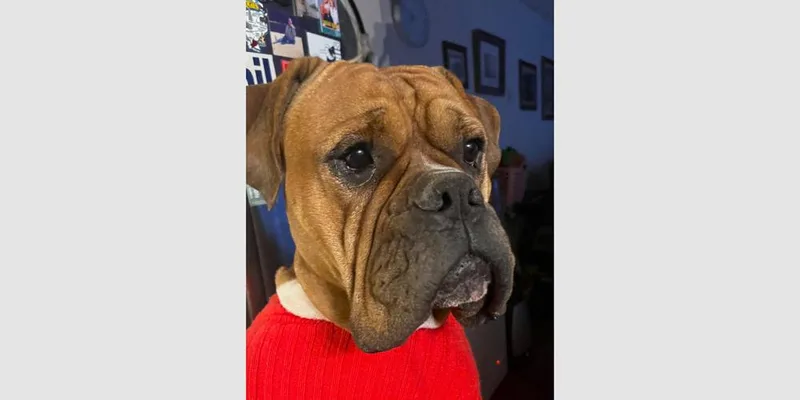 An adult medium-sized male Yellow / Tan / Blond / Fawn Boxer dog named Strait for adoption in Hewitt, TX