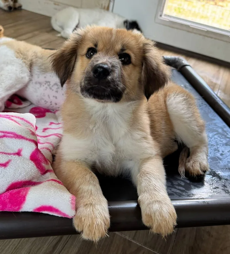 A baby medium-sized female Australian Shepherd dog named Jane Austin for adoption in Southlake, TX