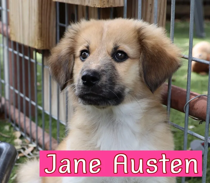 Jane Austin thumbnail 2
