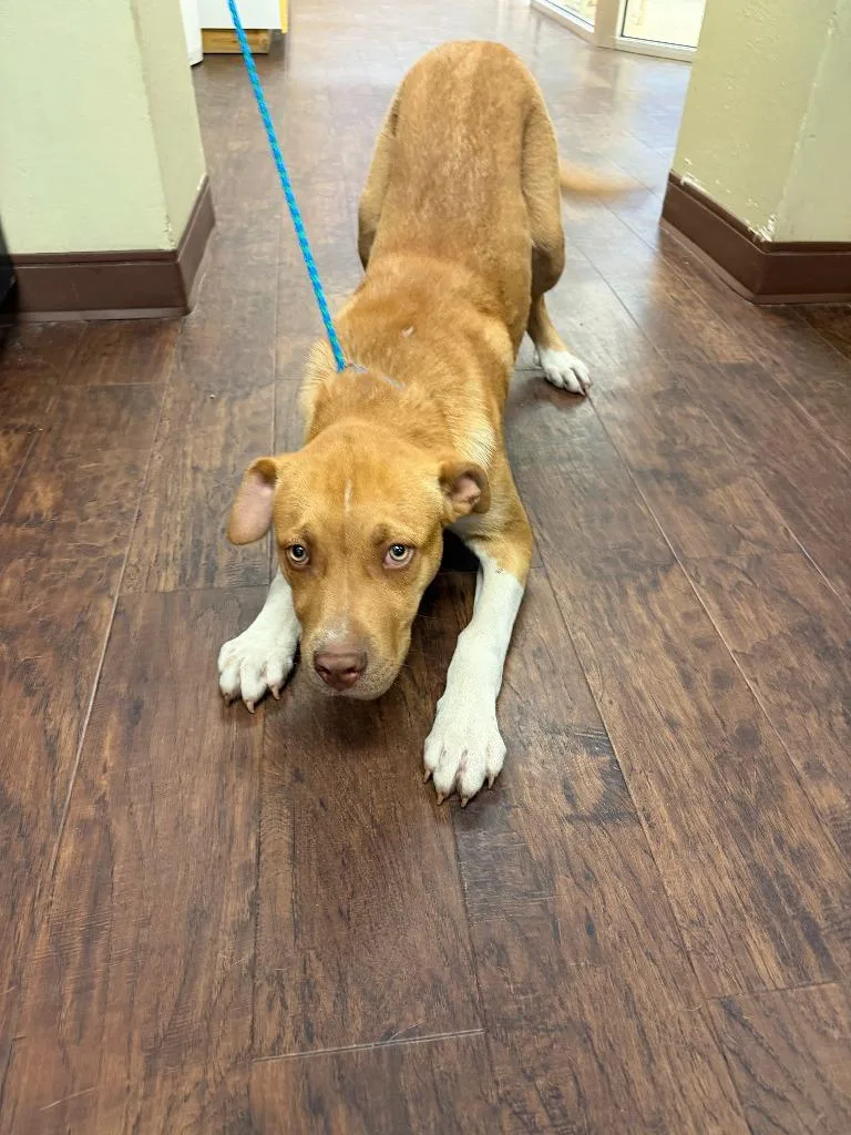 Dog Kennel  Robert thumbnail 2