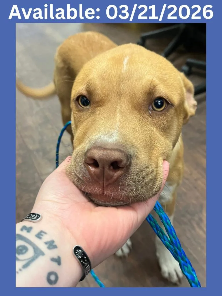 Dog Kennel  Robert thumbnail 4