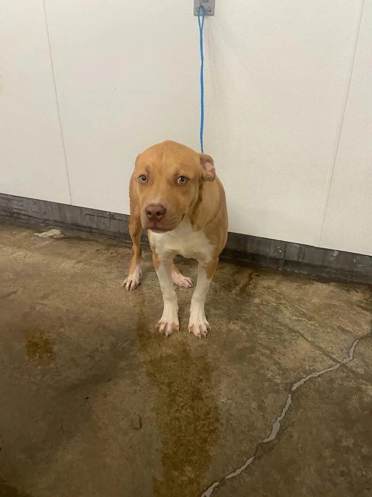 Dog Kennel  Robert thumbnail 5