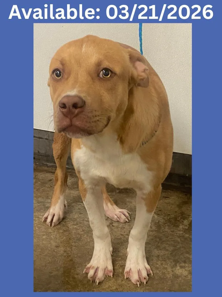 Dog Kennel  Robert thumbnail 6