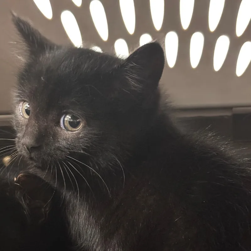 A baby small-sized female Black Domestic Short Hair cat named Juliet for adoption in Allentown, PA