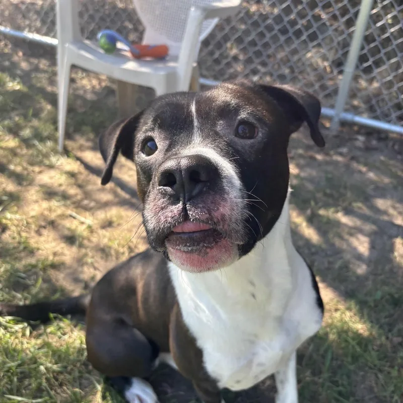 A young medium-sized male Black Pit Bull Terrier dog named Bud Light for adoption in Saint Charles, MO