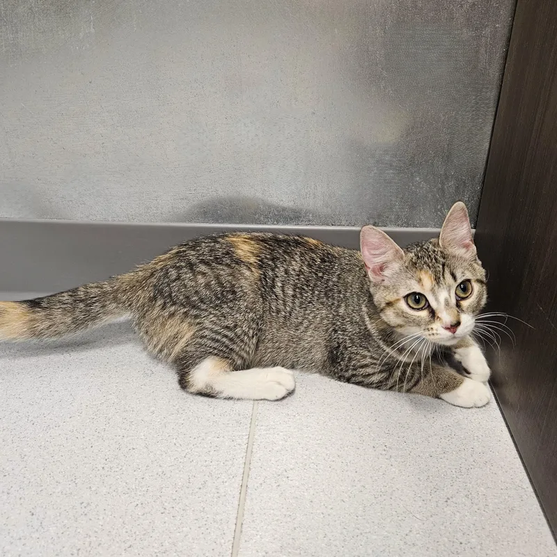 A baby small-sized female Tabby (Buff / Tan / Fawn) Domestic Short Hair cat named Berlioz for adoption in Endicott, NY