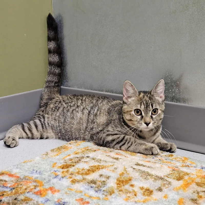Berlioz thumbnail 2