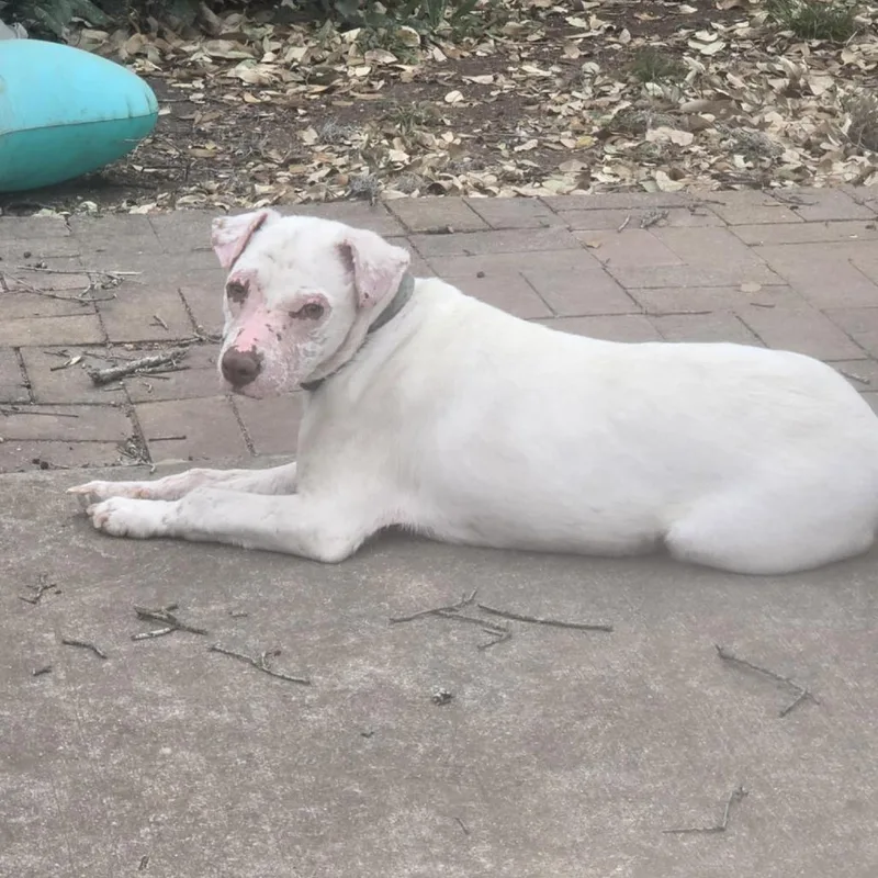 Smarty Marty Spc thumbnail 2