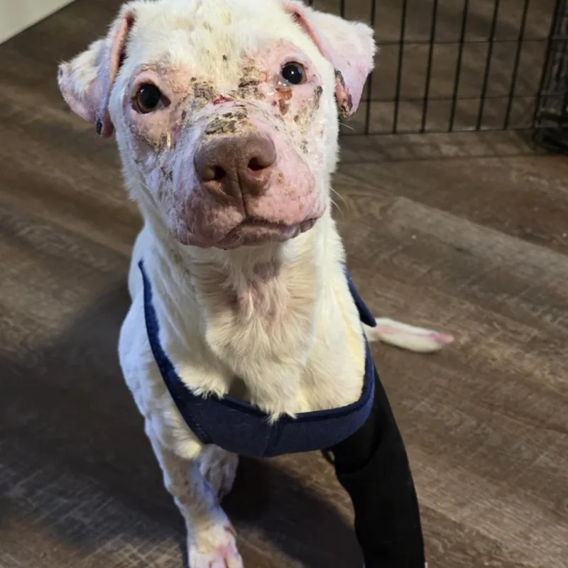 Smarty Marty Spc thumbnail 3