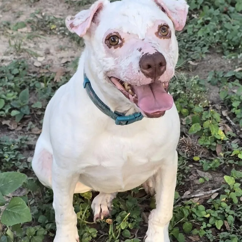 Smarty Marty Spc thumbnail 4