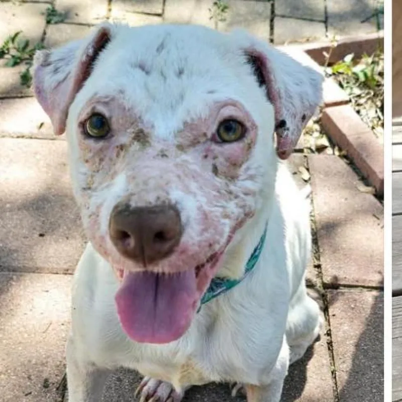 Smarty Marty Spc thumbnail 5