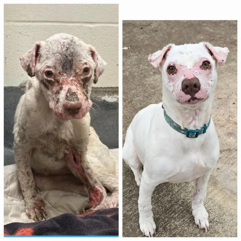 Smarty Marty Spc thumbnail 6