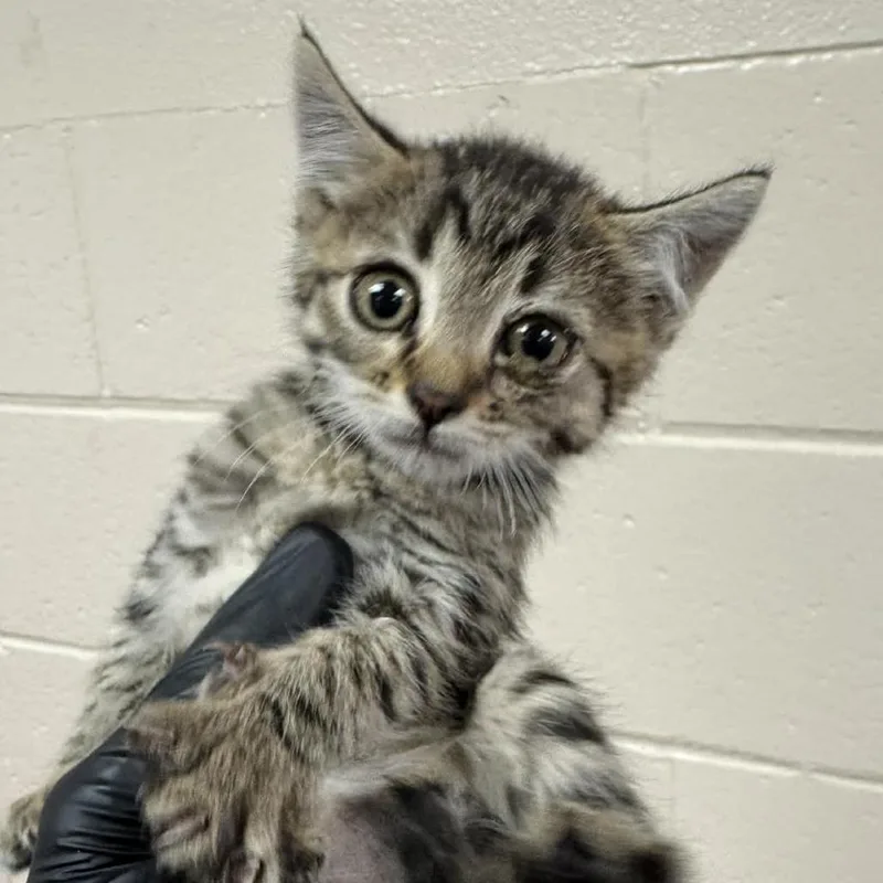 A baby small-sized female Brown / Chocolate Domestic Short Hair cat named Cog for adoption in Reno, NV