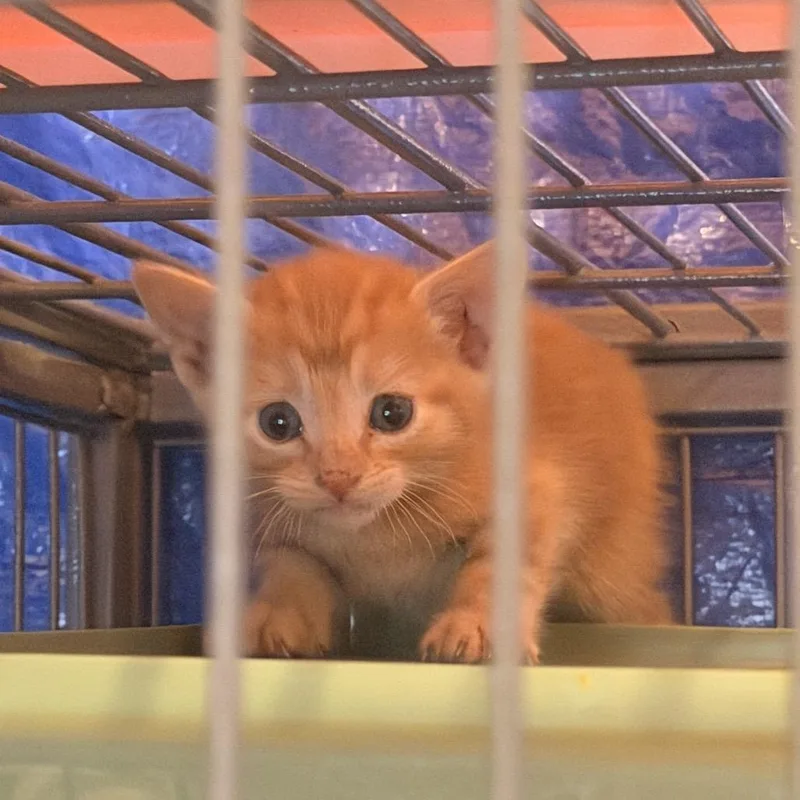 A baby small-sized female Orange / Red Domestic Short Hair cat named Vivi for adoption in Odessa, TX