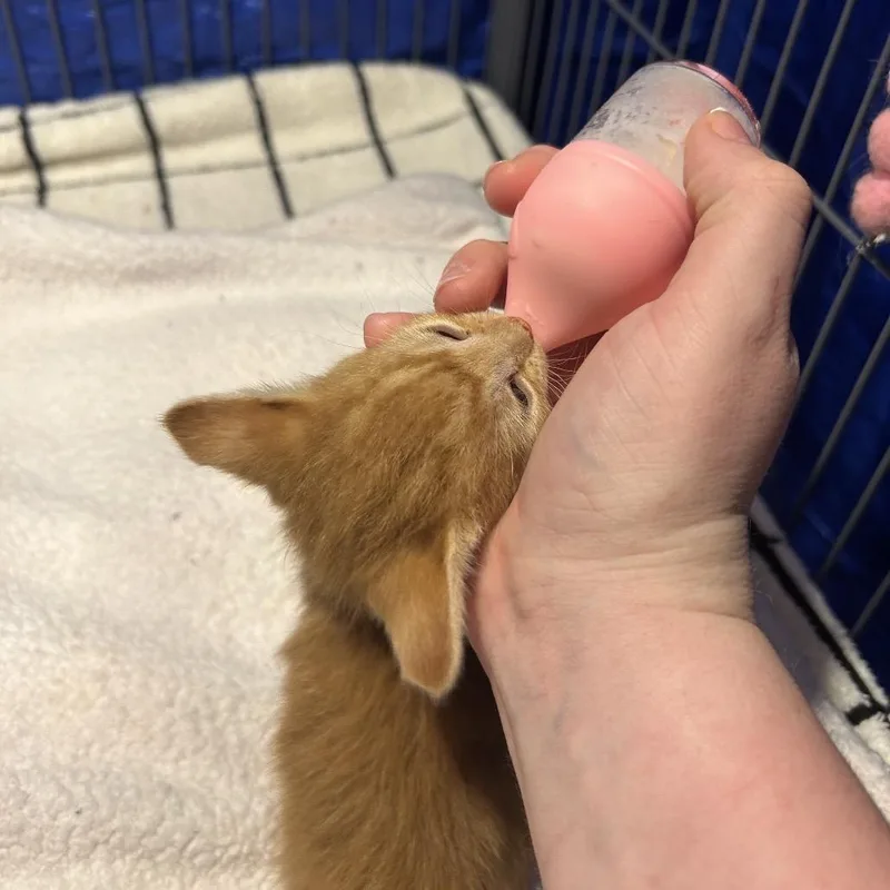 Vivi thumbnail 5