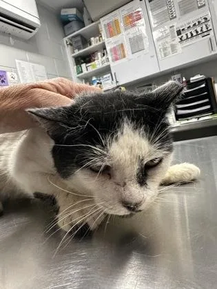 An adult small-sized female Domestic Short Hair cat named Klondike for adoption in West Chester, PA