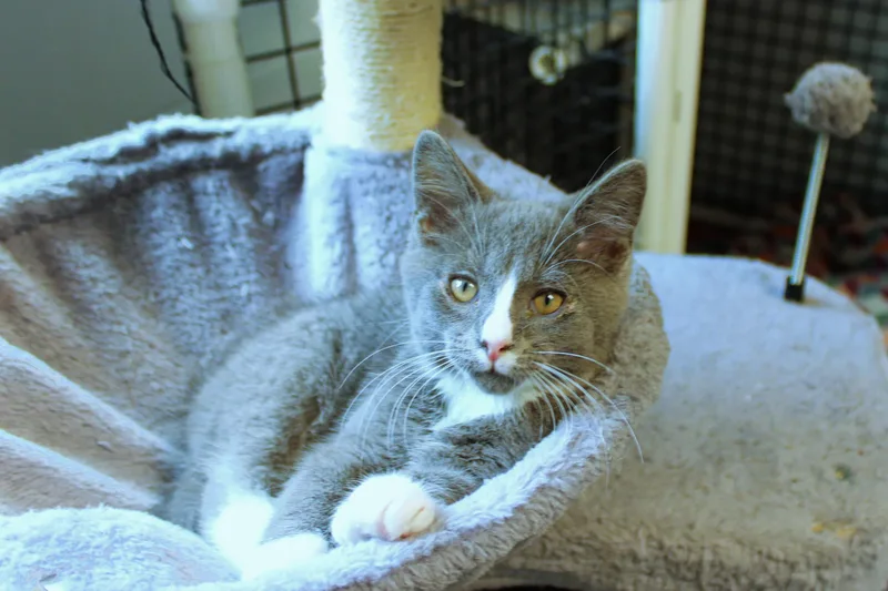 A baby medium-sized male Gray / Blue / Silver American Shorthair cat named Willie for adoption in Urbana, OH