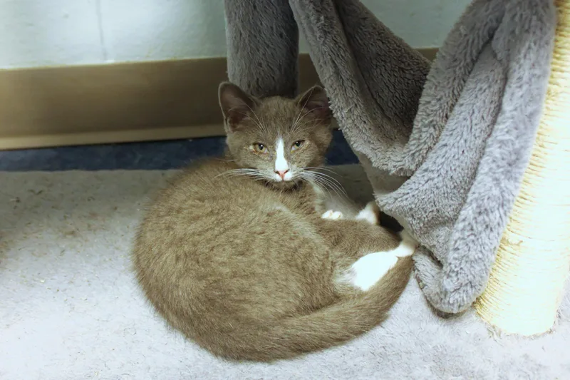 Willie thumbnail 4