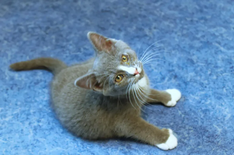 Willie thumbnail 5