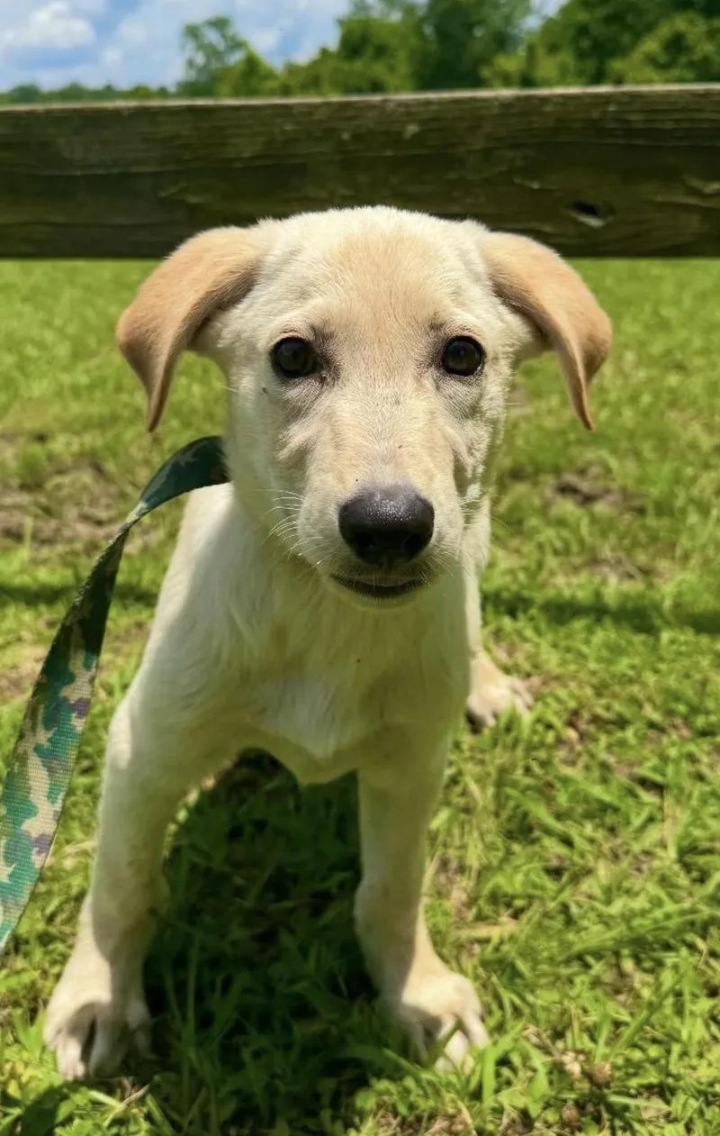 A young medium-sized male Yellow / Tan / Blond / Fawn Labrador Retriever dog named Bobby for adoption in Vicksburg, MS