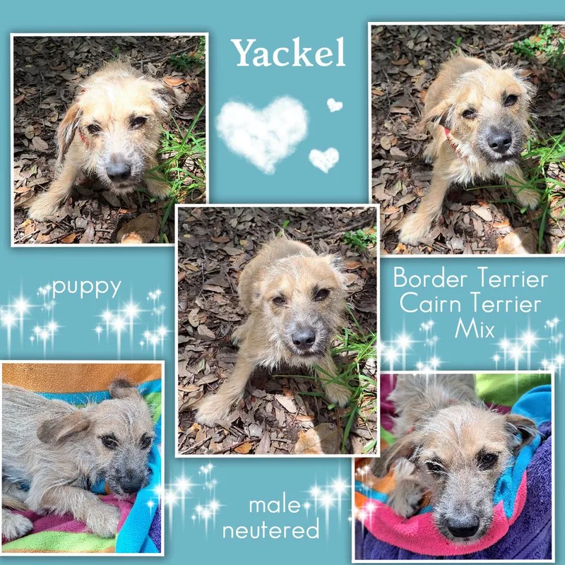 Yackel WAT thumbnail 5
