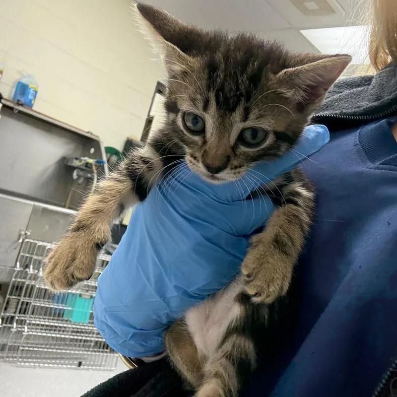 A baby small-sized female Brown / Chocolate Domestic Short Hair cat named Kiki for adoption in Bastrop, TX