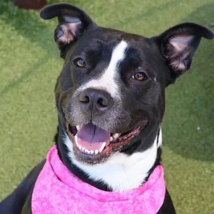 A young large-sized female Mixed Breed dog named Nova Oare for adoption in Athens, GA
