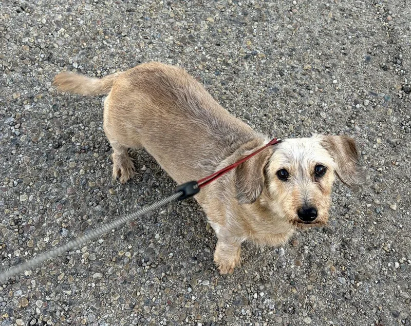 An adult medium-sized female Dachshund dog named Cindy Lou for adoption in Pearland, TX
