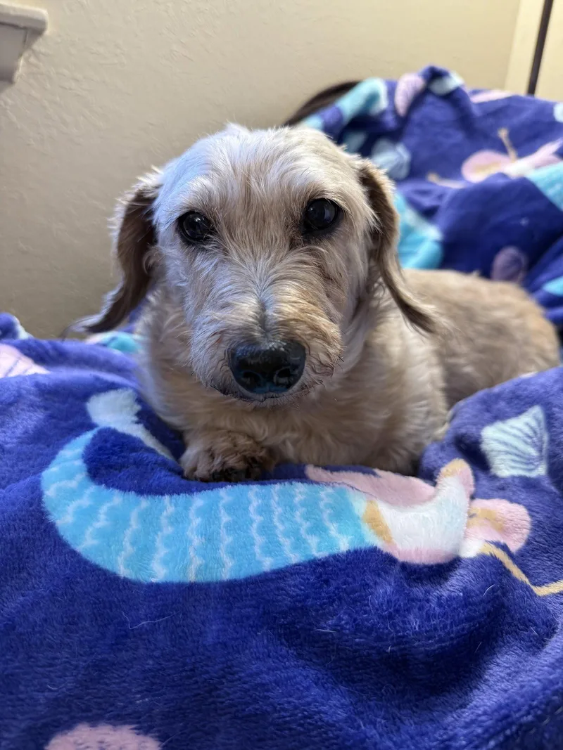 Cindy Lou thumbnail 2