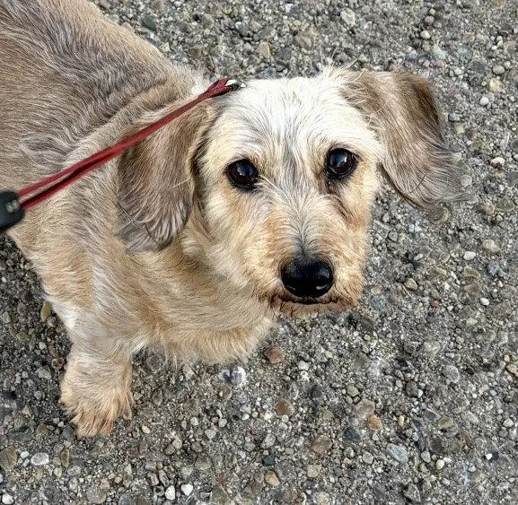 Cindy Lou thumbnail 3