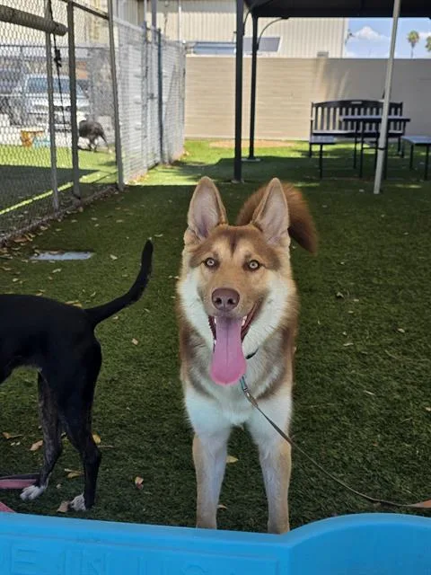 A young large-sized female Siberian Husky dog named Electra for adoption in Downey, CA