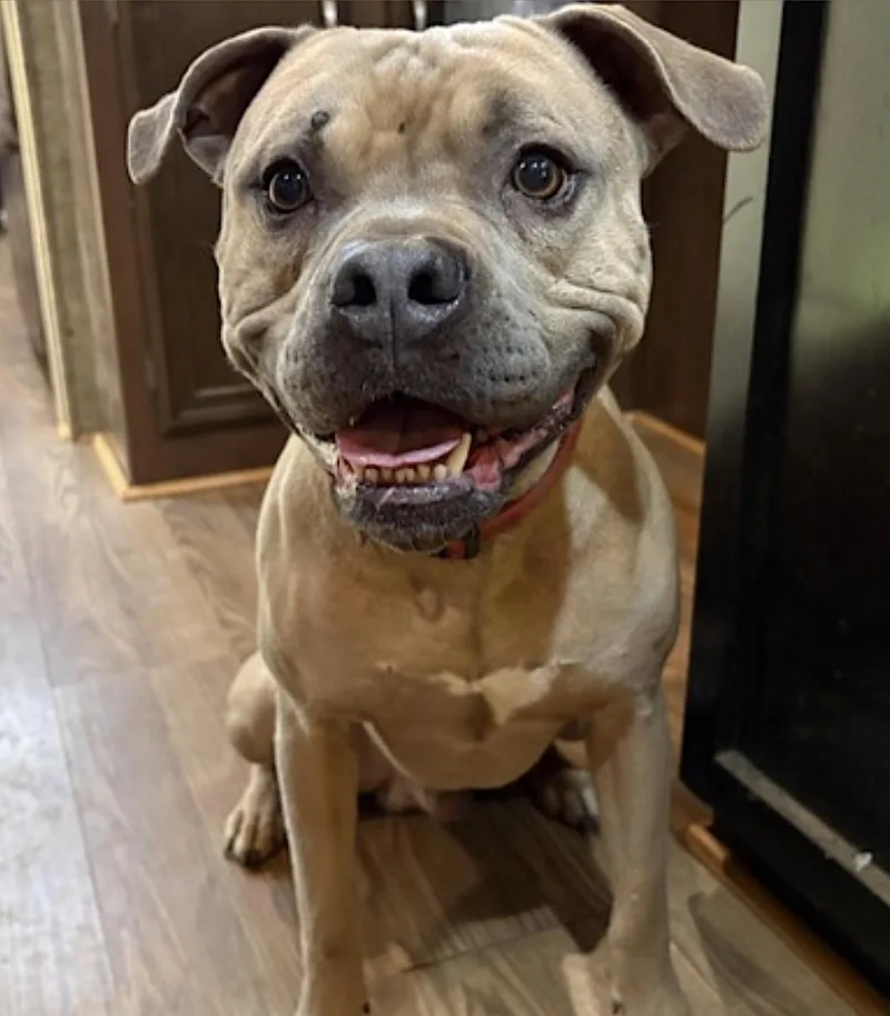 An adult large-sized male Yellow / Tan / Blond / Fawn Pit Bull Terrier dog named Santana for adoption in Amherst, MA