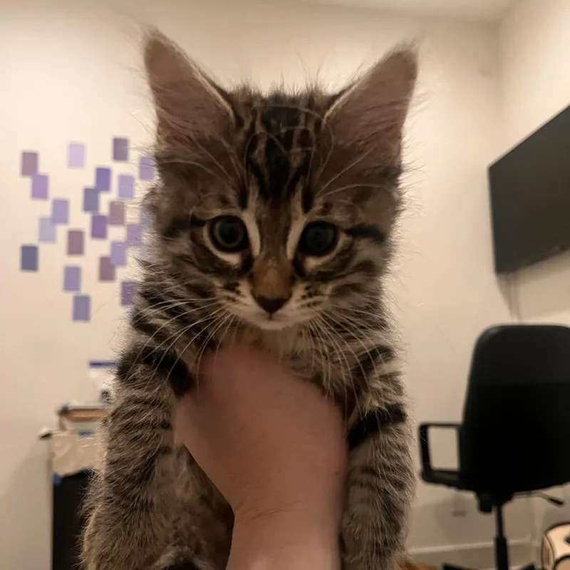 A baby small-sized male Brown / Chocolate Domestic Long Hair cat named Moss for adoption in Tustin, CA