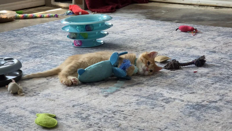 Felix
