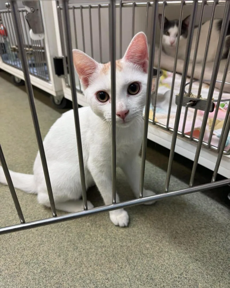 A young small-sized male Orange & White Domestic Short Hair cat named Bart Simpson for adoption in Bloomfield, NJ