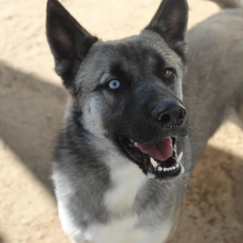 A young large-sized male Gray / Blue / Silver Anatolian Shepherd dog named Storm for adoption in Yucca Valley, CA