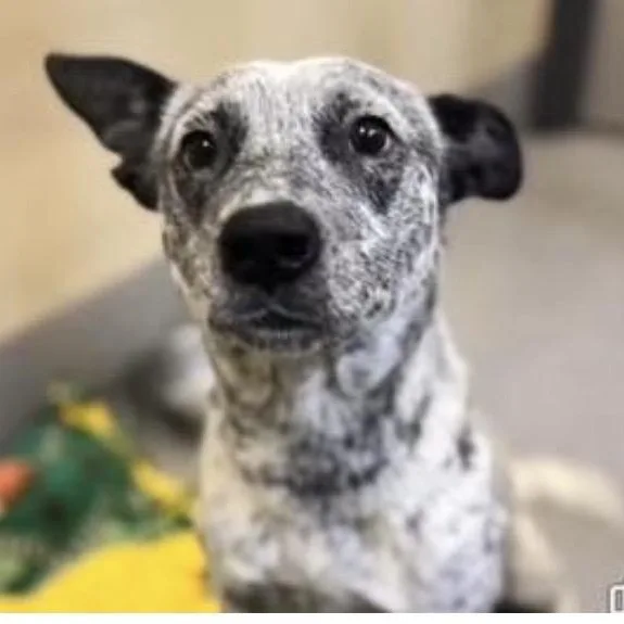 An adult medium-sized female Merle (Blue) Cattle Dog dog named Sheila for adoption in Santa Rosa, CA