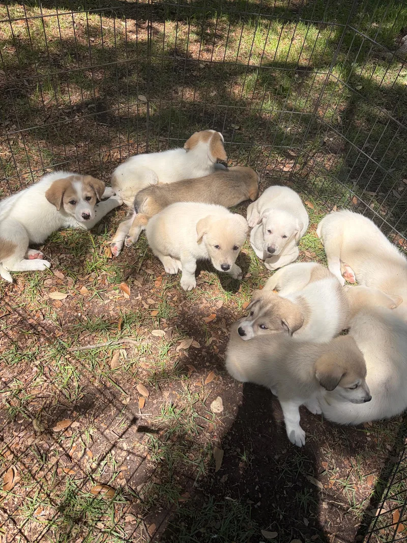 Lottie Atx thumbnail 4