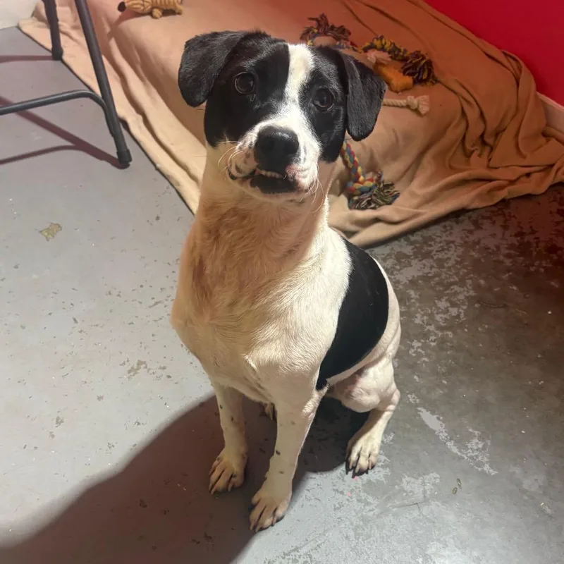 A young medium-sized male White / Cream Mixed Breed dog named Natmax for adoption in Wappingers Falls, NY