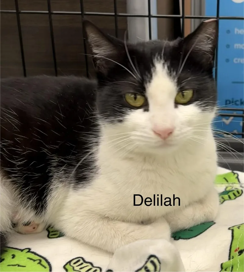Delilah