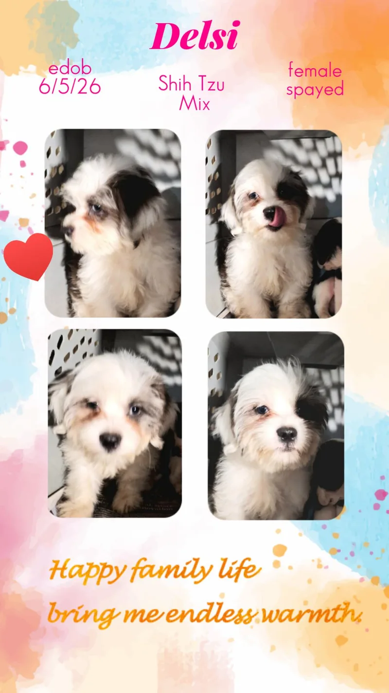 A baby small-sized female White / Cream Shih Tzu dog named Delsi WAT for adoption in Missouri City, TX