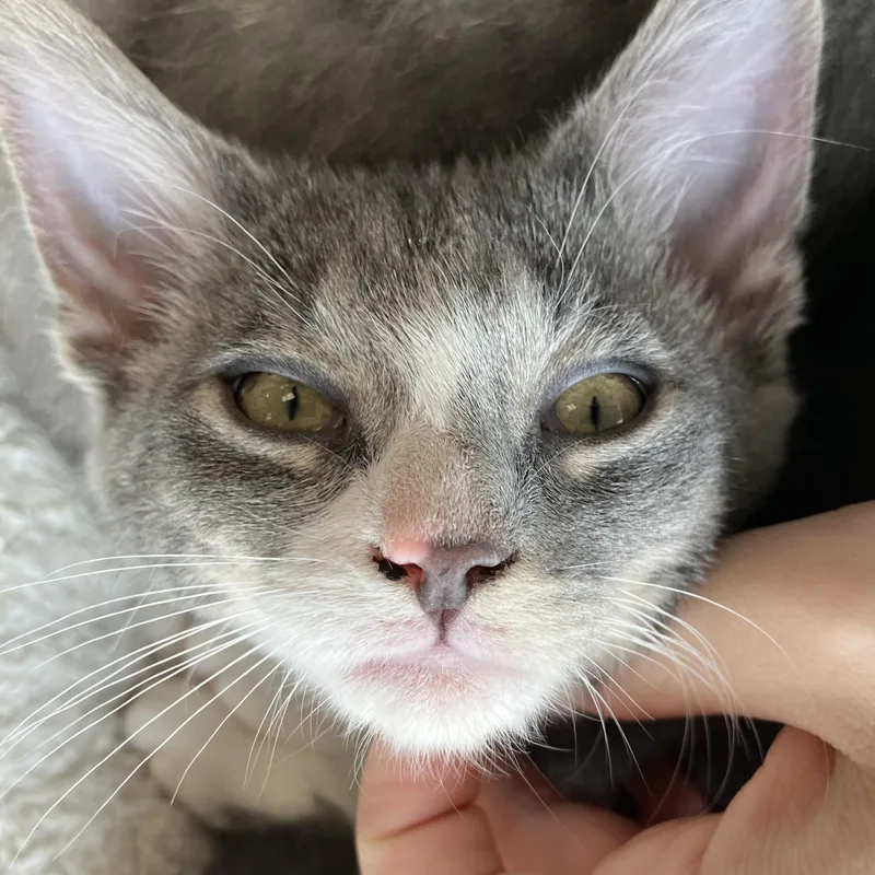 A baby medium-sized male Gray / Blue / Silver Domestic Short Hair cat named Winston for adoption in Parma, OH