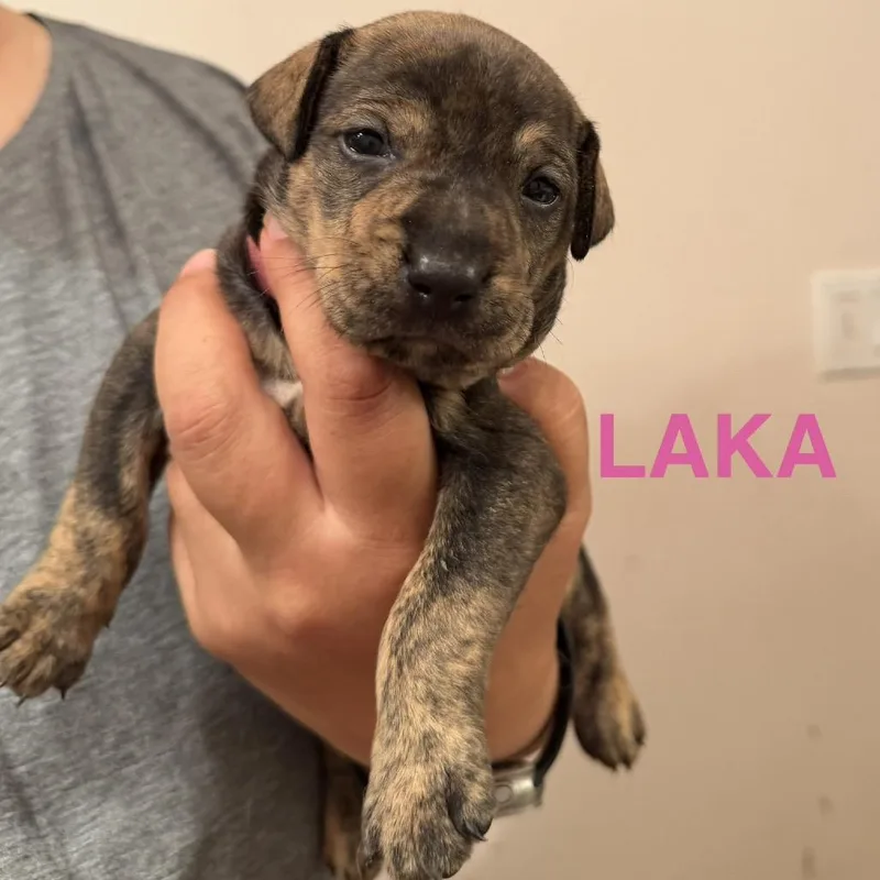 A baby small-sized female Black Mixed Breed dog named Laka for adoption in Keaau, HI