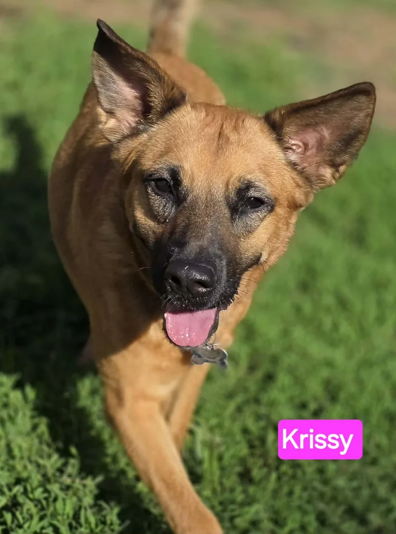 An adult large-sized female German Shepherd Dog dog named Krissy for adoption in Greeneville, TN